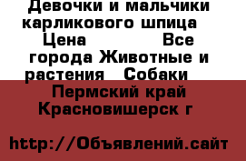 Девочки и мальчики карликового шпица  › Цена ­ 20 000 - Все города Животные и растения » Собаки   . Пермский край,Красновишерск г.